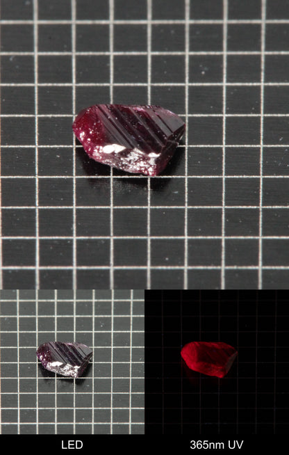 Synthetic Dark Flux Ruby Gemstone Grown by Gems of Science on a black mm grid background showing normal light and UV fluorescence