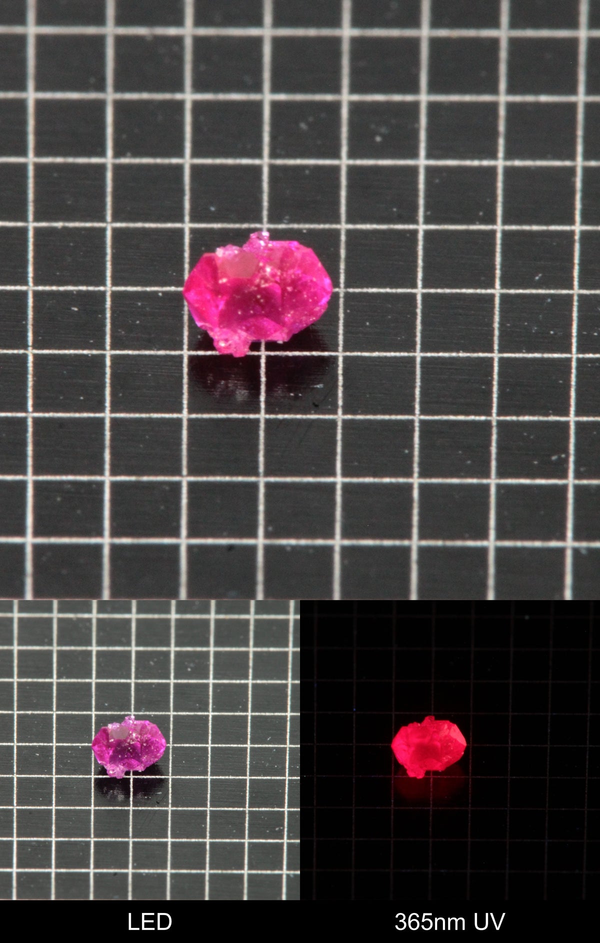 Synthetic Flux Ruby Gemstone Grown by Gems of Science on a black mm grid background showing normal light and UV fluorescence