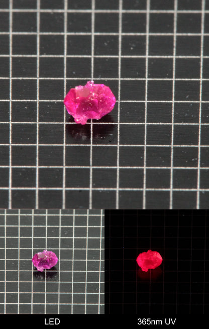 Synthetic Flux Ruby Gemstone Grown by Gems of Science on a black mm grid background showing normal light and UV fluorescence