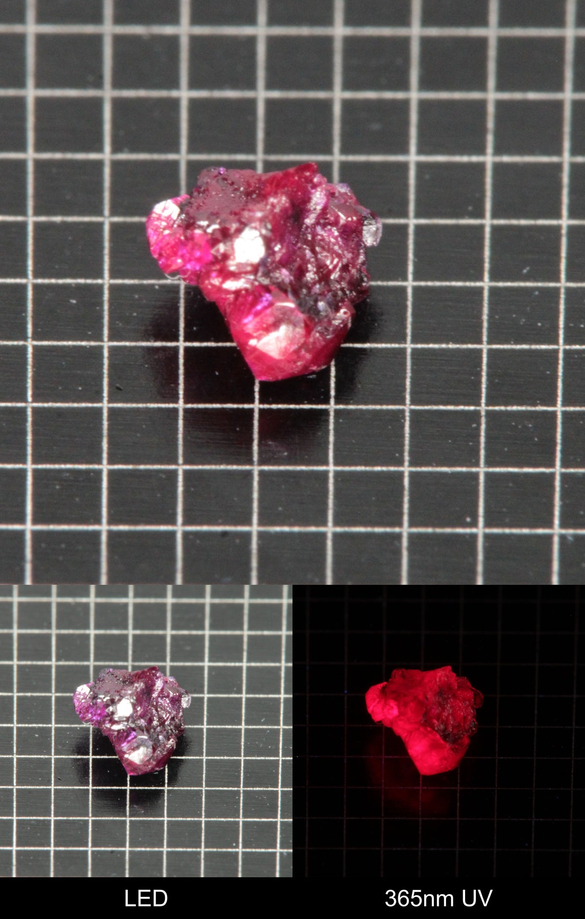 Synthetic Dark Flux Ruby Gemstone Grown by Gems of Science on a black mm grid background showing normal light and UV fluorescence
