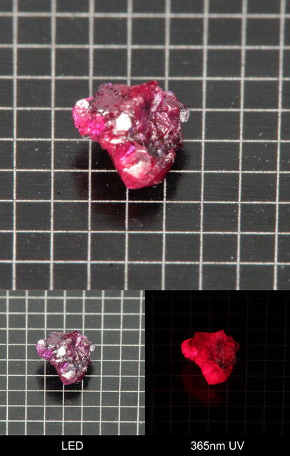 Synthetic Dark Flux Ruby Gemstone Grown by Gems of Science on a black mm grid background showing normal light and UV fluorescence