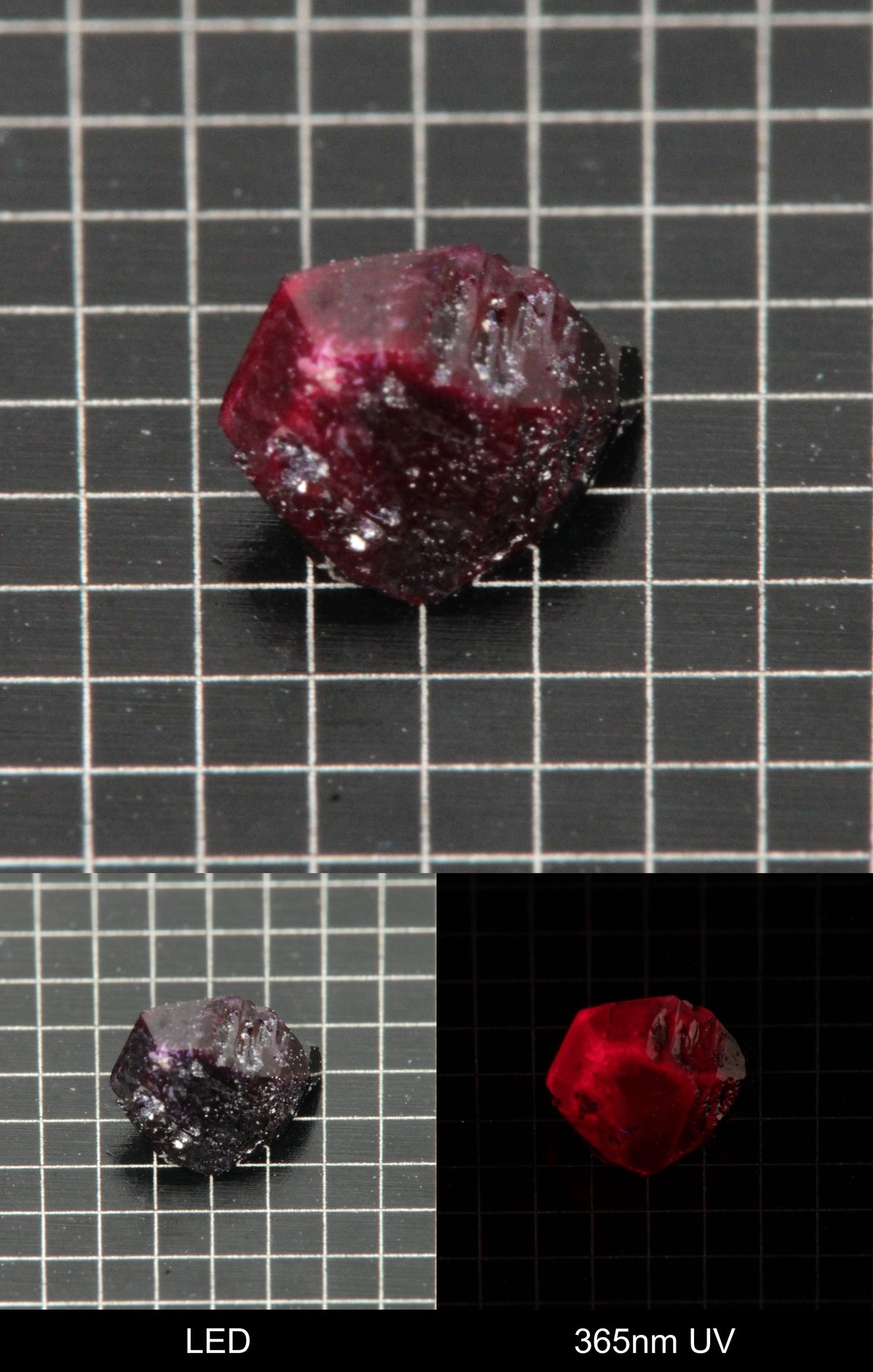 Synthetic Dark Flux Ruby Gemstone Grown by Gems of Science on a black mm grid background showing normal light and UV fluorescence