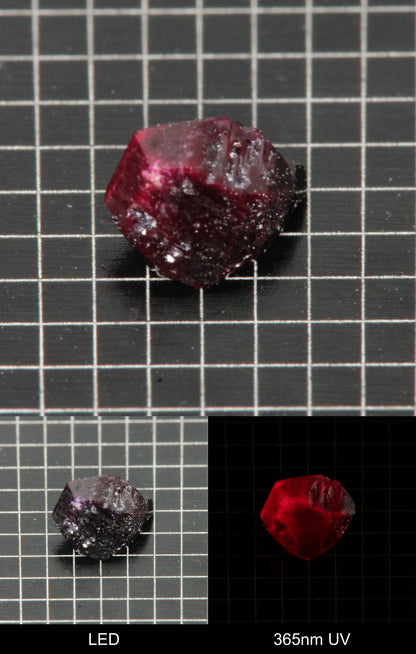 Synthetic Dark Flux Ruby Gemstone Grown by Gems of Science on a black mm grid background showing normal light and UV fluorescence