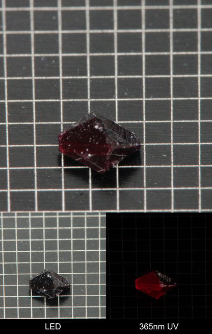 Synthetic Dark Flux Ruby Gemstone Grown by Gems of Science on a black mm grid background showing normal light and UV fluorescence