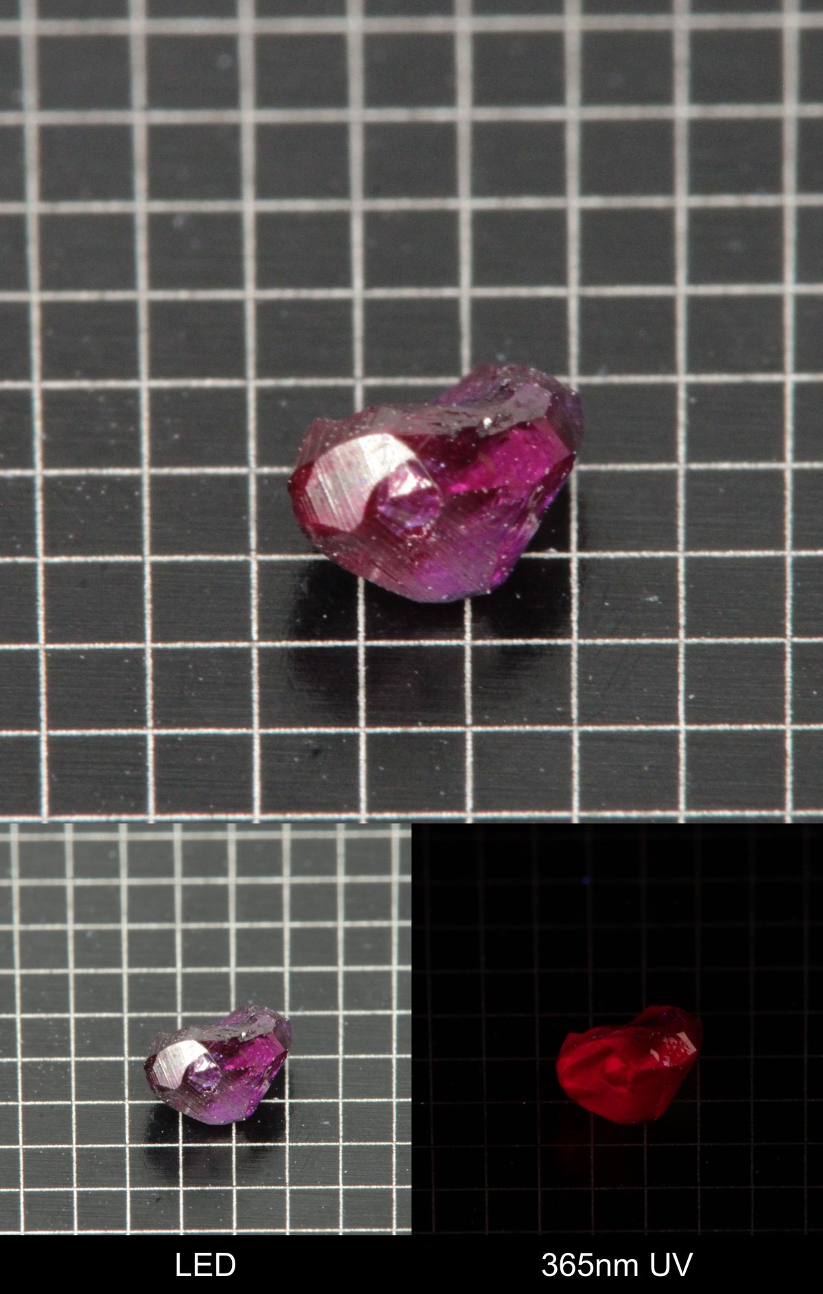 Synthetic Flux Ruby Gemstone Grown by Gems of Science on a black mm grid background showing normal light and UV fluorescence