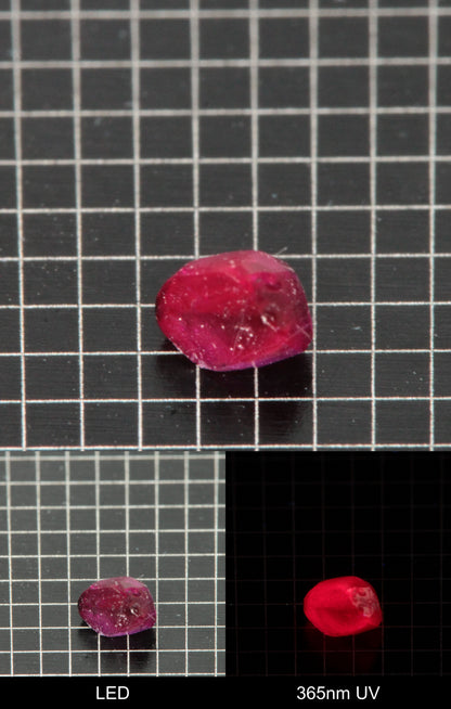 Synthetic Flux Ruby Gemstone Grown by Gems of Science on a black mm grid background showing normal light and UV fluorescence