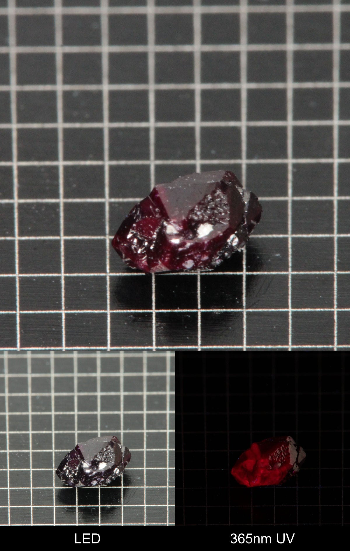 Synthetic Dark Flux Ruby Gemstone Grown by Gems of Science on a black mm grid background showing normal light and UV fluorescence