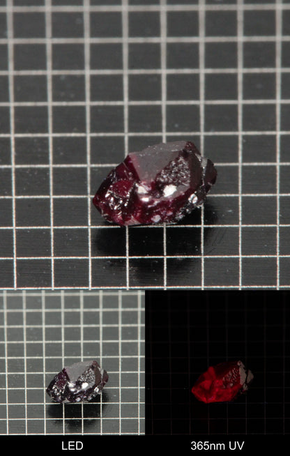 Synthetic Dark Flux Ruby Gemstone Grown by Gems of Science on a black mm grid background showing normal light and UV fluorescence