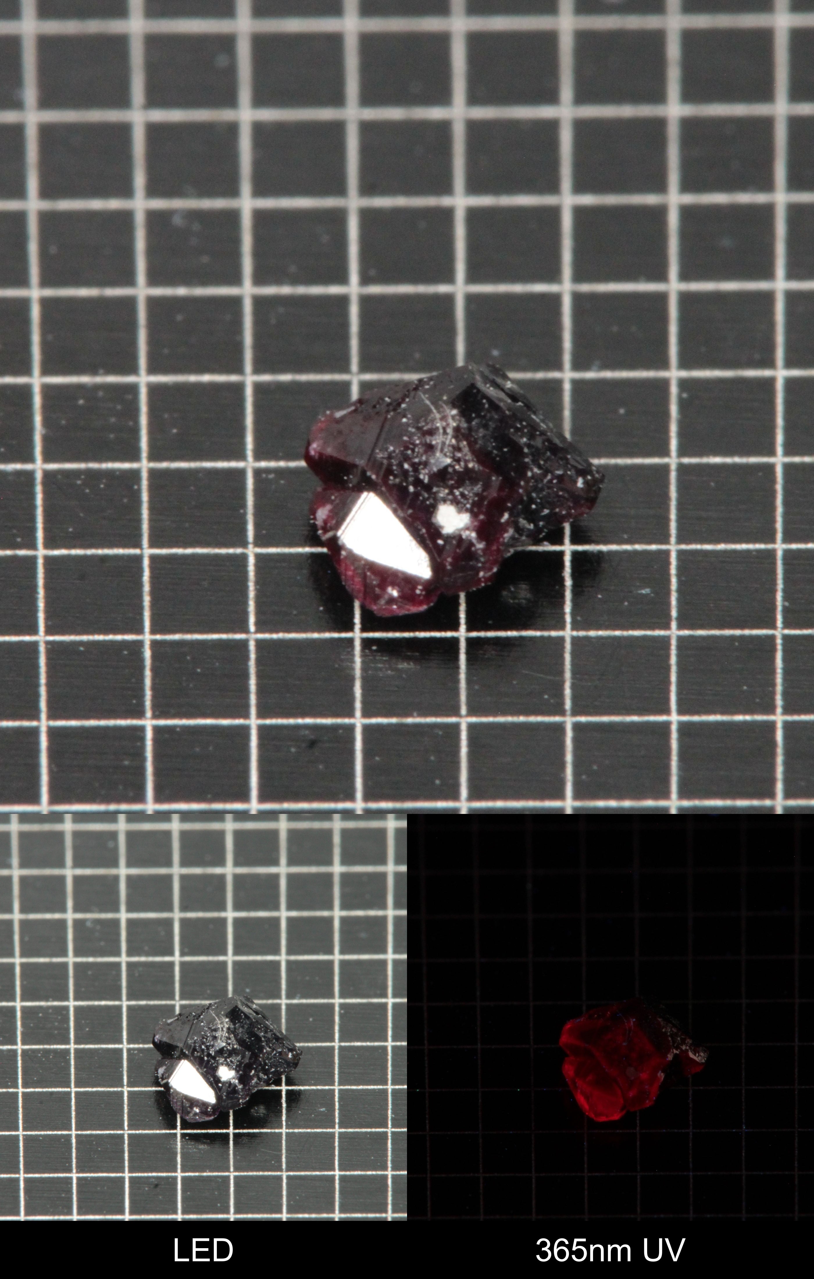 Synthetic Dark Flux Ruby Gemstone Grown by Gems of Science on a black mm grid background showing normal light and UV fluorescence