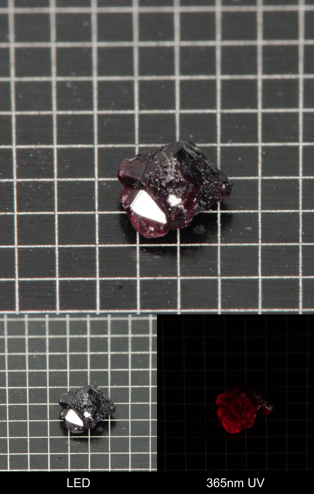 Synthetic Dark Flux Ruby Gemstone Grown by Gems of Science on a black mm grid background showing normal light and UV fluorescence