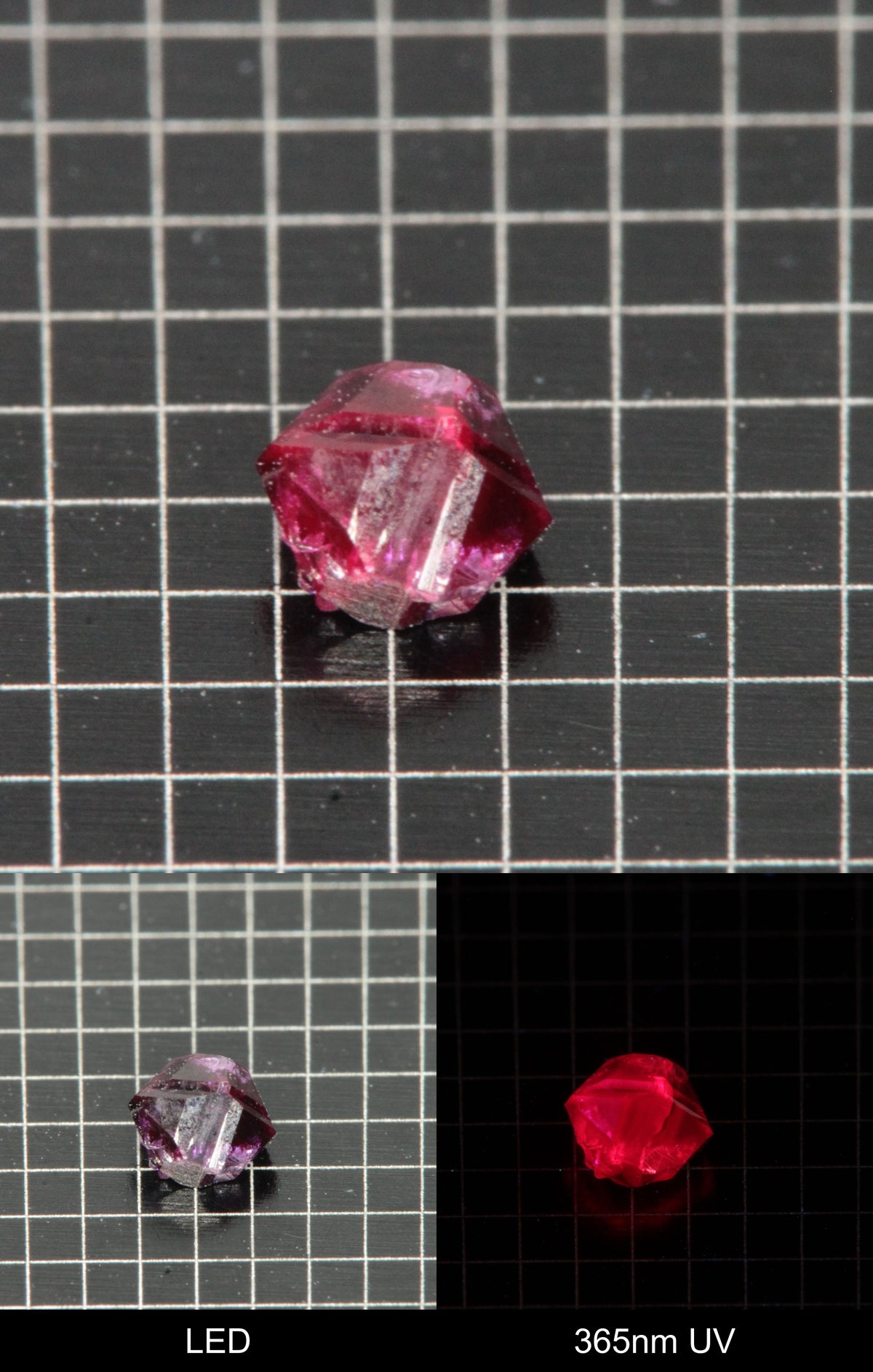 Synthetic Dark Flux Ruby Gemstone Grown by Gems of Science on a black mm grid background showing normal light and UV fluorescence