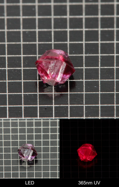 Synthetic Dark Flux Ruby Gemstone Grown by Gems of Science on a black mm grid background showing normal light and UV fluorescence