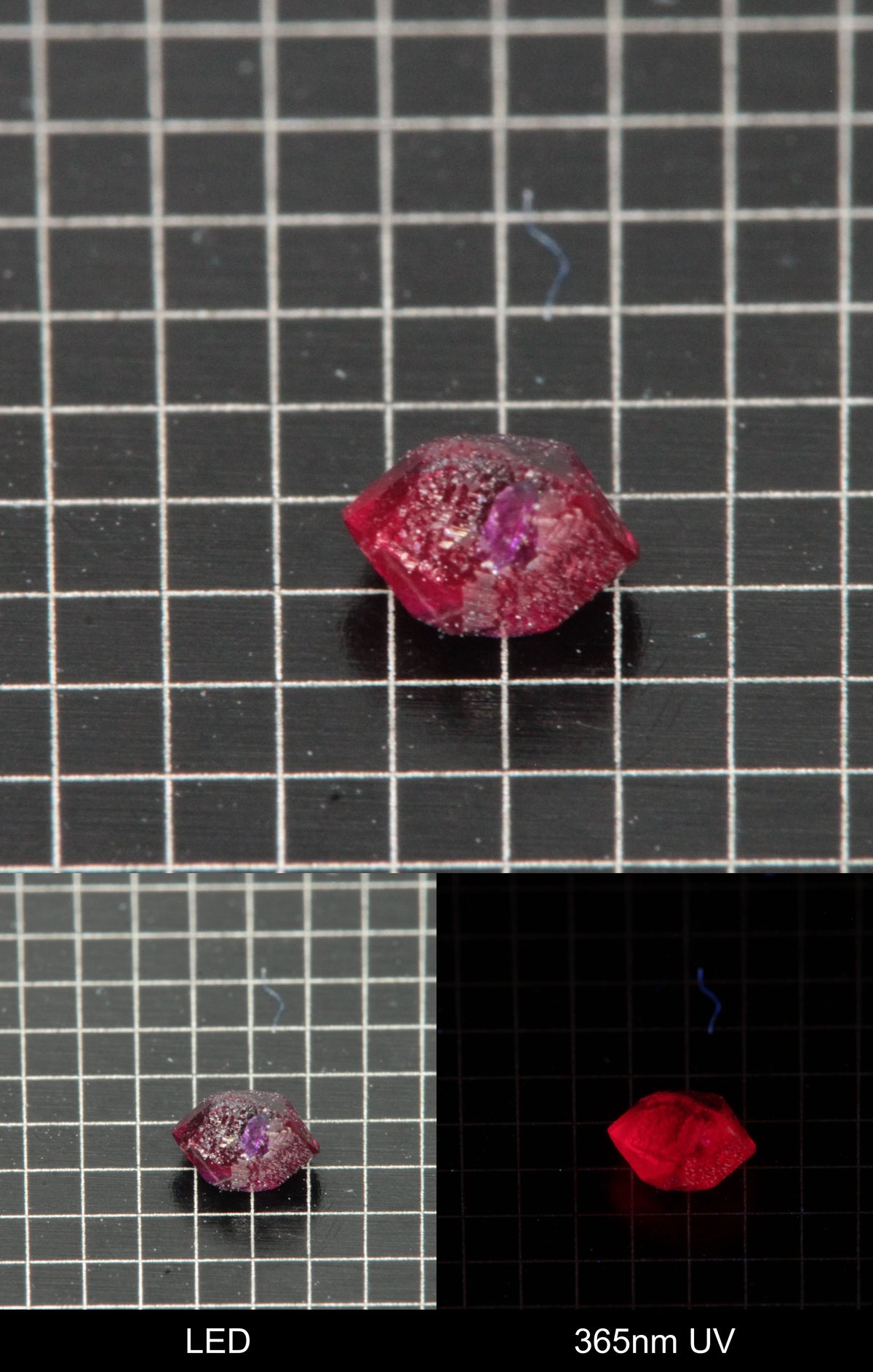 Synthetic Dark Flux Ruby Gemstone Grown by Gems of Science on a black mm grid background showing normal light and UV fluorescence
