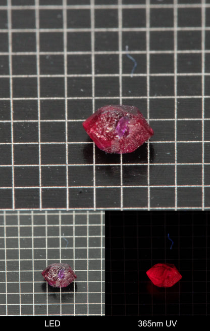 Synthetic Dark Flux Ruby Gemstone Grown by Gems of Science on a black mm grid background showing normal light and UV fluorescence