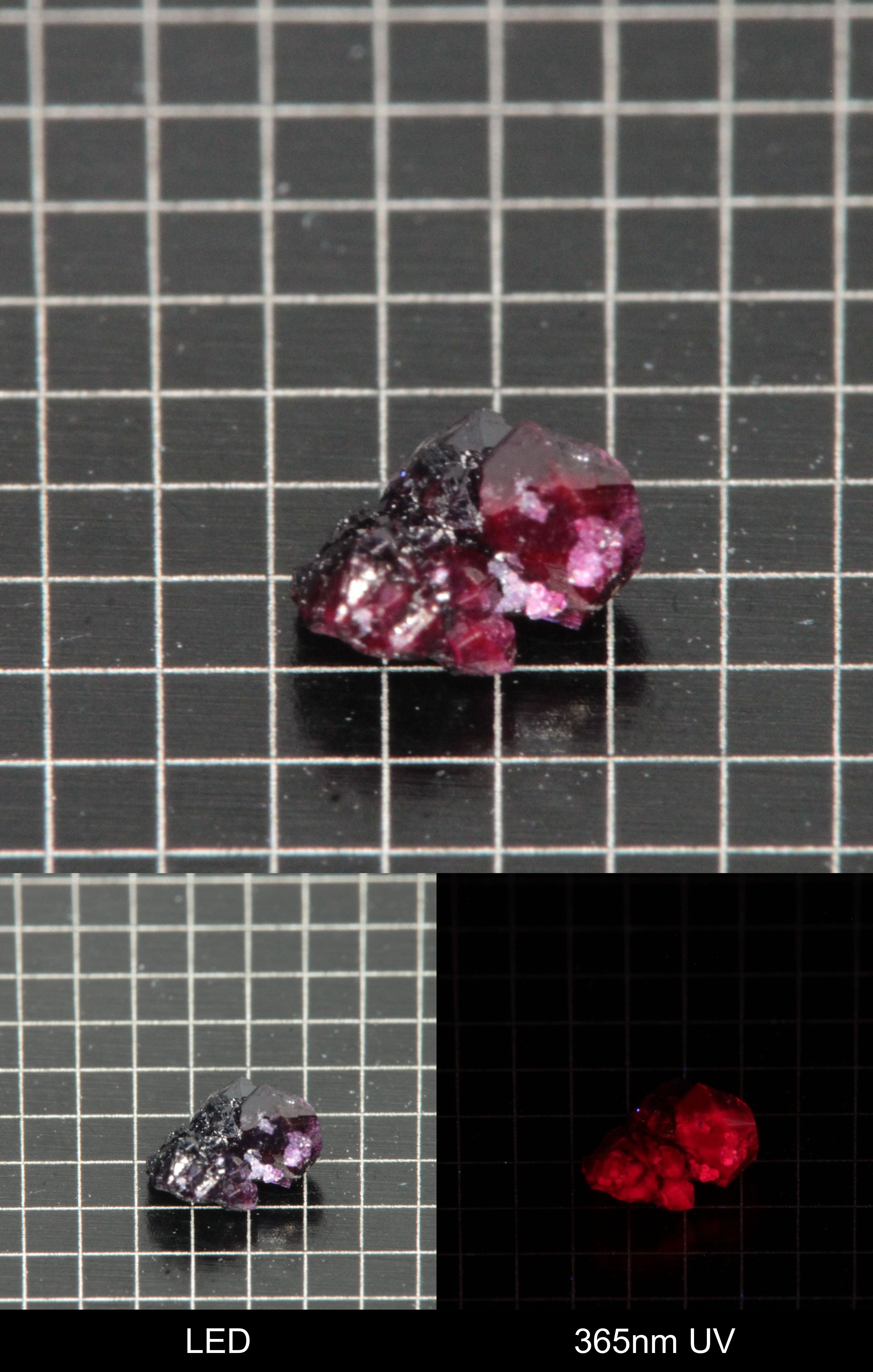 Synthetic Dark Flux Ruby Gemstone Grown by Gems of Science on a black mm grid background showing normal light and UV fluorescence