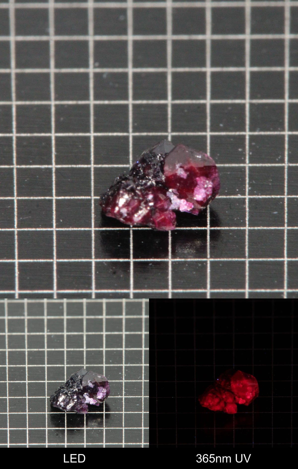 Synthetic Dark Flux Ruby Gemstone Grown by Gems of Science on a black mm grid background showing normal light and UV fluorescence