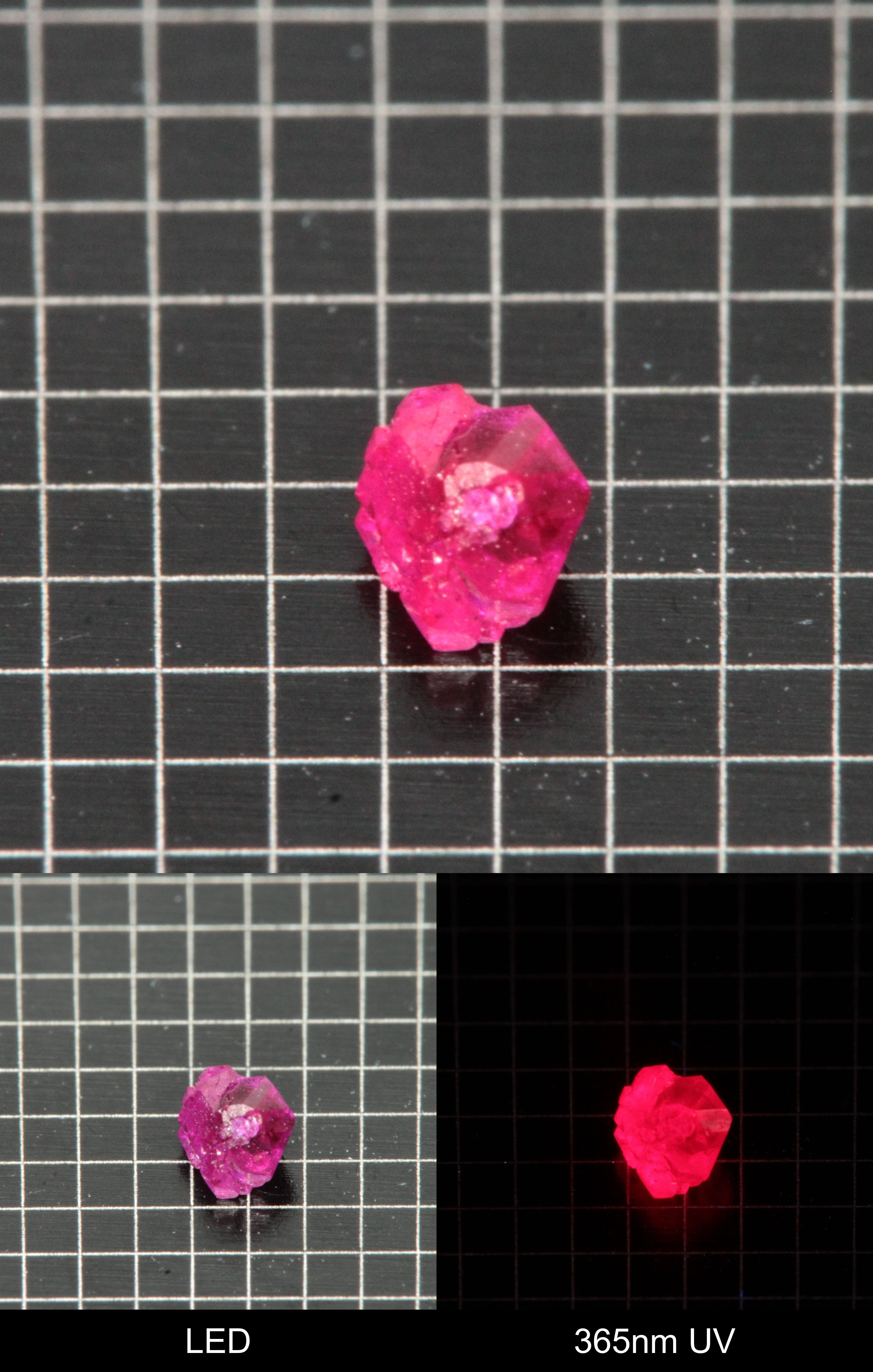 Synthetic Flux Ruby Gemstone Grown by Gems of Science on a black mm grid background showing normal light and UV fluorescence