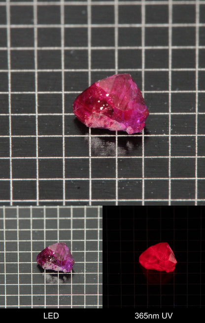 Synthetic Flux Ruby Gemstone Grown by Gems of Science on a black mm grid background showing normal light and UV fluorescence