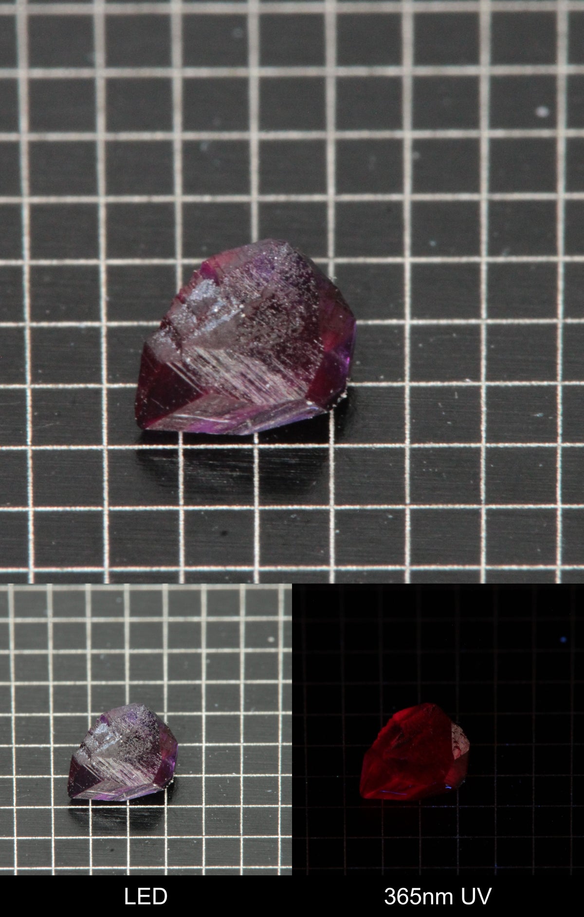 Synthetic Flux Ruby Gemstone Grown by Gems of Science on a black mm grid background showing normal light and UV fluorescence