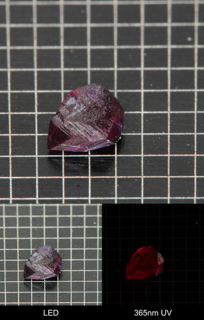 Synthetic Flux Ruby Gemstone Grown by Gems of Science on a black mm grid background showing normal light and UV fluorescence