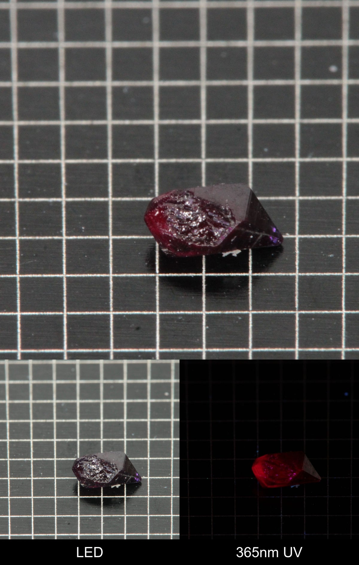 Synthetic Flux Ruby Gemstone Grown by Gems of Science on a black mm grid background showing normal light and UV fluorescence