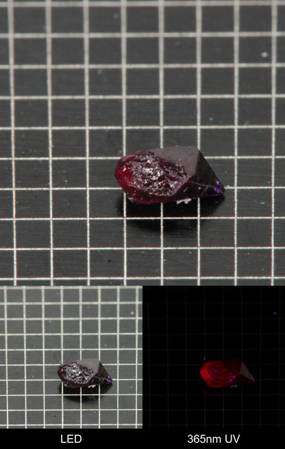 Synthetic Flux Ruby Gemstone Grown by Gems of Science on a black mm grid background showing normal light and UV fluorescence