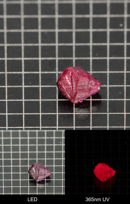 Synthetic Flux Ruby Gemstone Grown by Gems of Science on a black mm grid background showing normal light and UV fluorescence