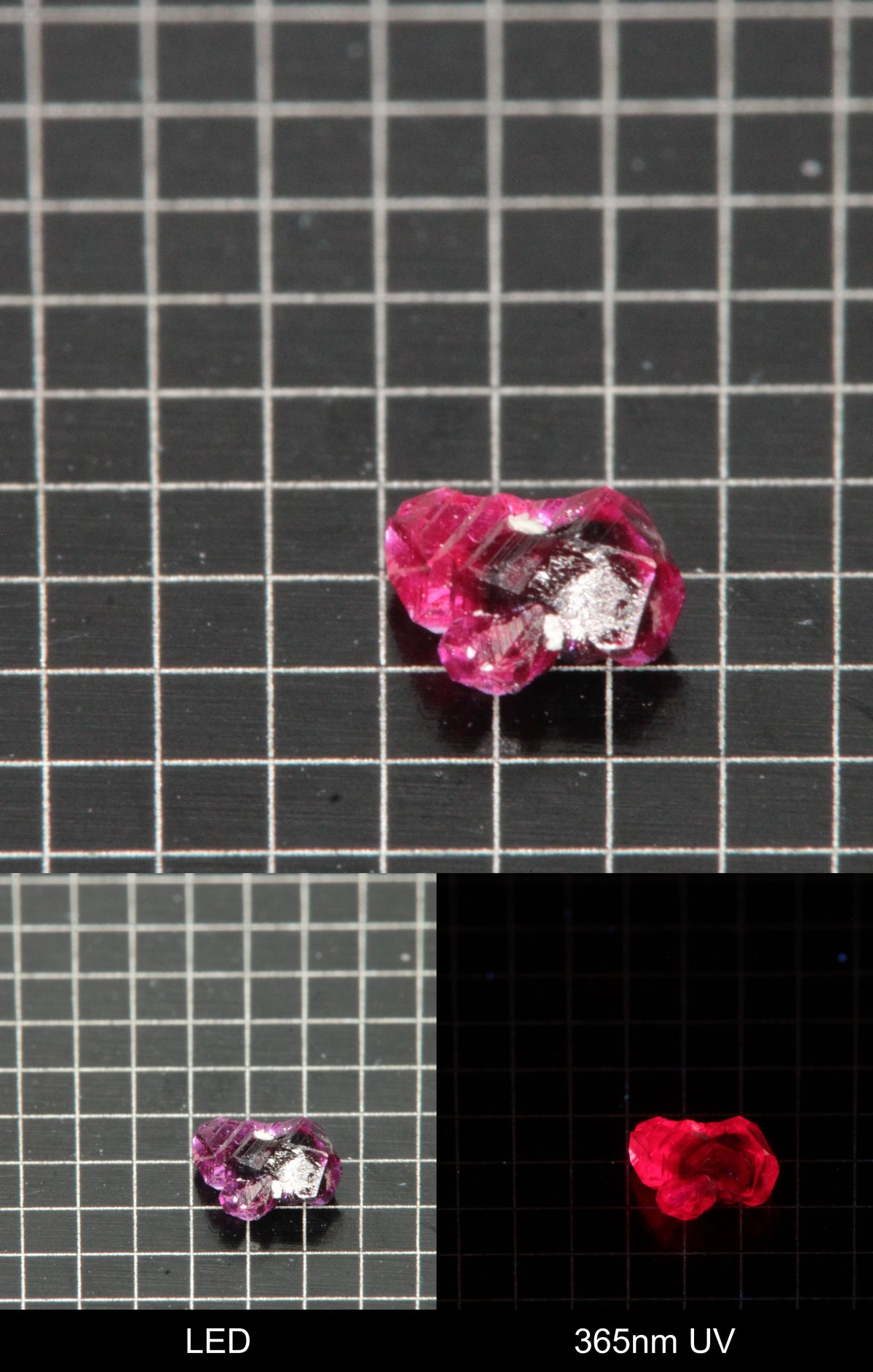 Synthetic Dark Flux Ruby Gemstone Grown by Gems of Science on a black mm grid background showing normal light and UV fluorescence