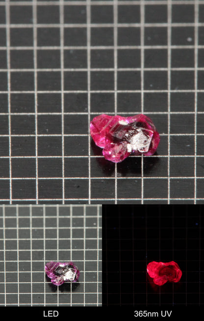 Synthetic Dark Flux Ruby Gemstone Grown by Gems of Science on a black mm grid background showing normal light and UV fluorescence