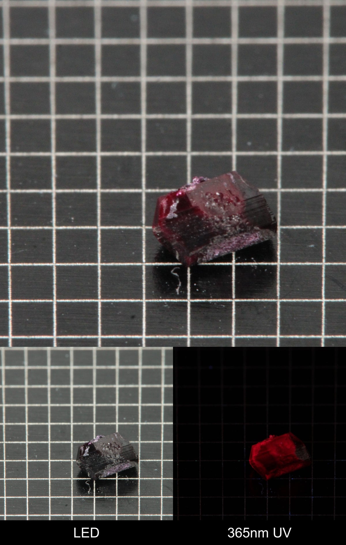 Synthetic Dark Flux Ruby Gemstone Grown by Gems of Science on a black mm grid background showing normal light and UV fluorescence