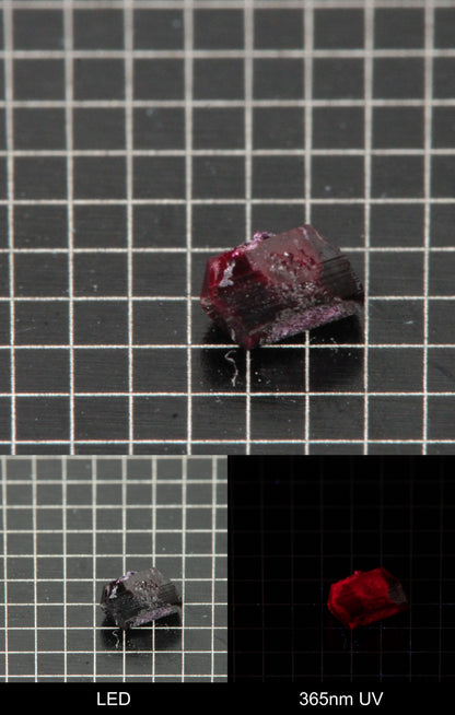 Synthetic Dark Flux Ruby Gemstone Grown by Gems of Science on a black mm grid background showing normal light and UV fluorescence