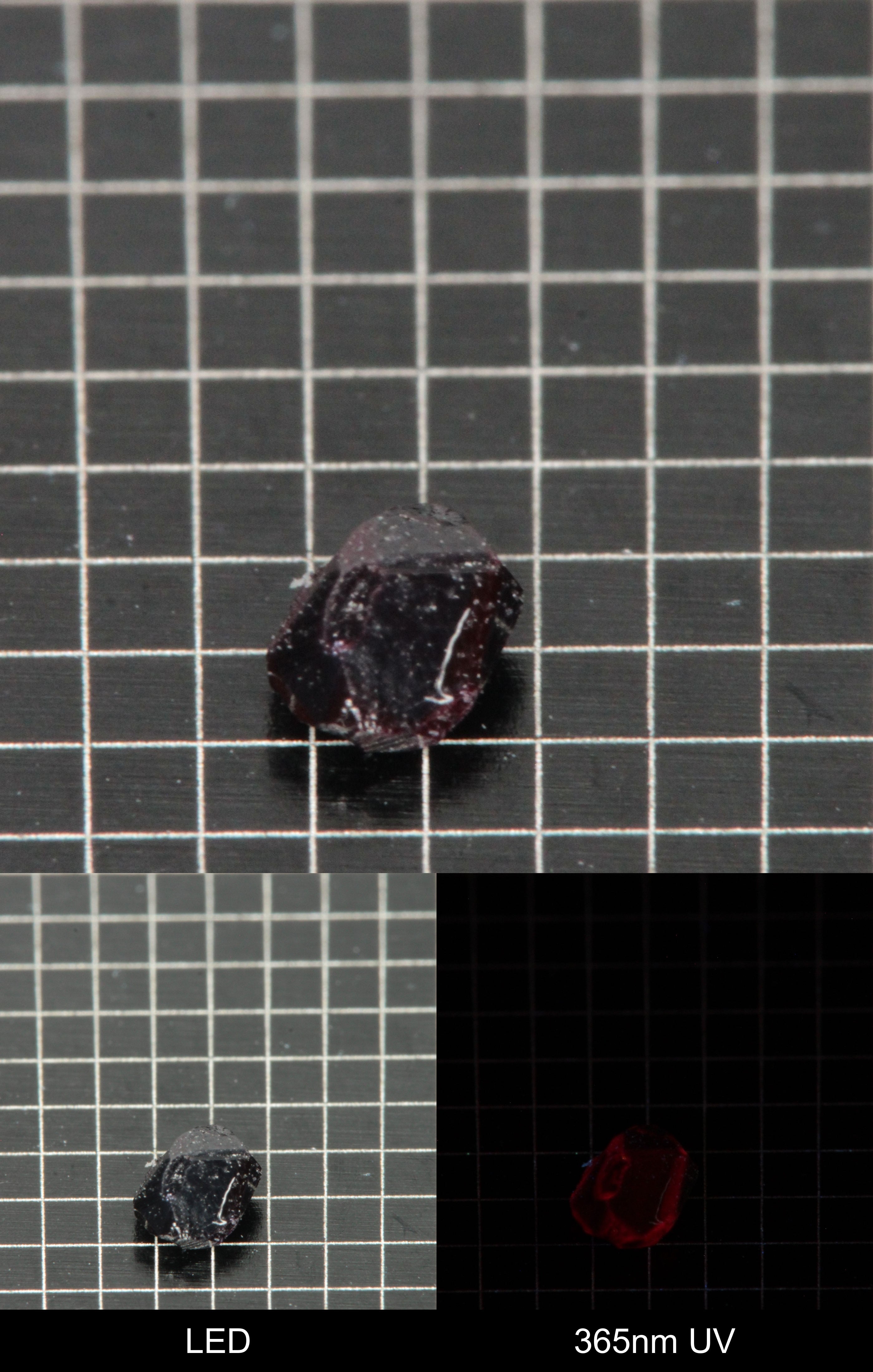 Synthetic Dark Flux Ruby Gemstone Grown by Gems of Science on a black mm grid background showing normal light and UV fluorescence