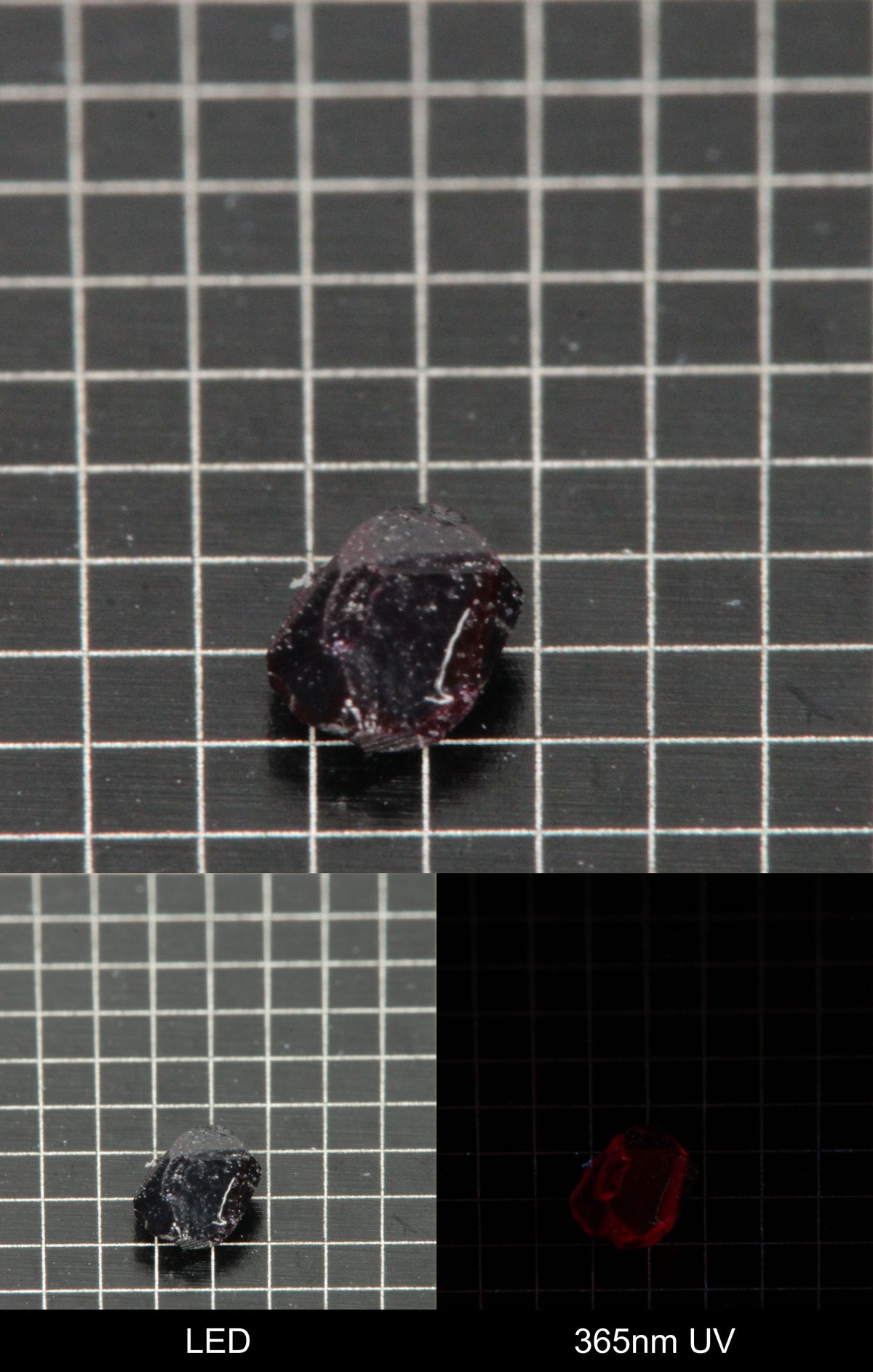 Synthetic Dark Flux Ruby Gemstone Grown by Gems of Science on a black mm grid background showing normal light and UV fluorescence