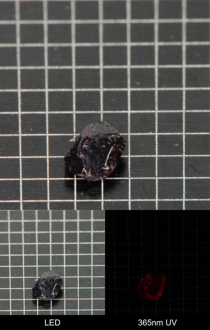 Synthetic Dark Flux Ruby Gemstone Grown by Gems of Science on a black mm grid background showing normal light and UV fluorescence