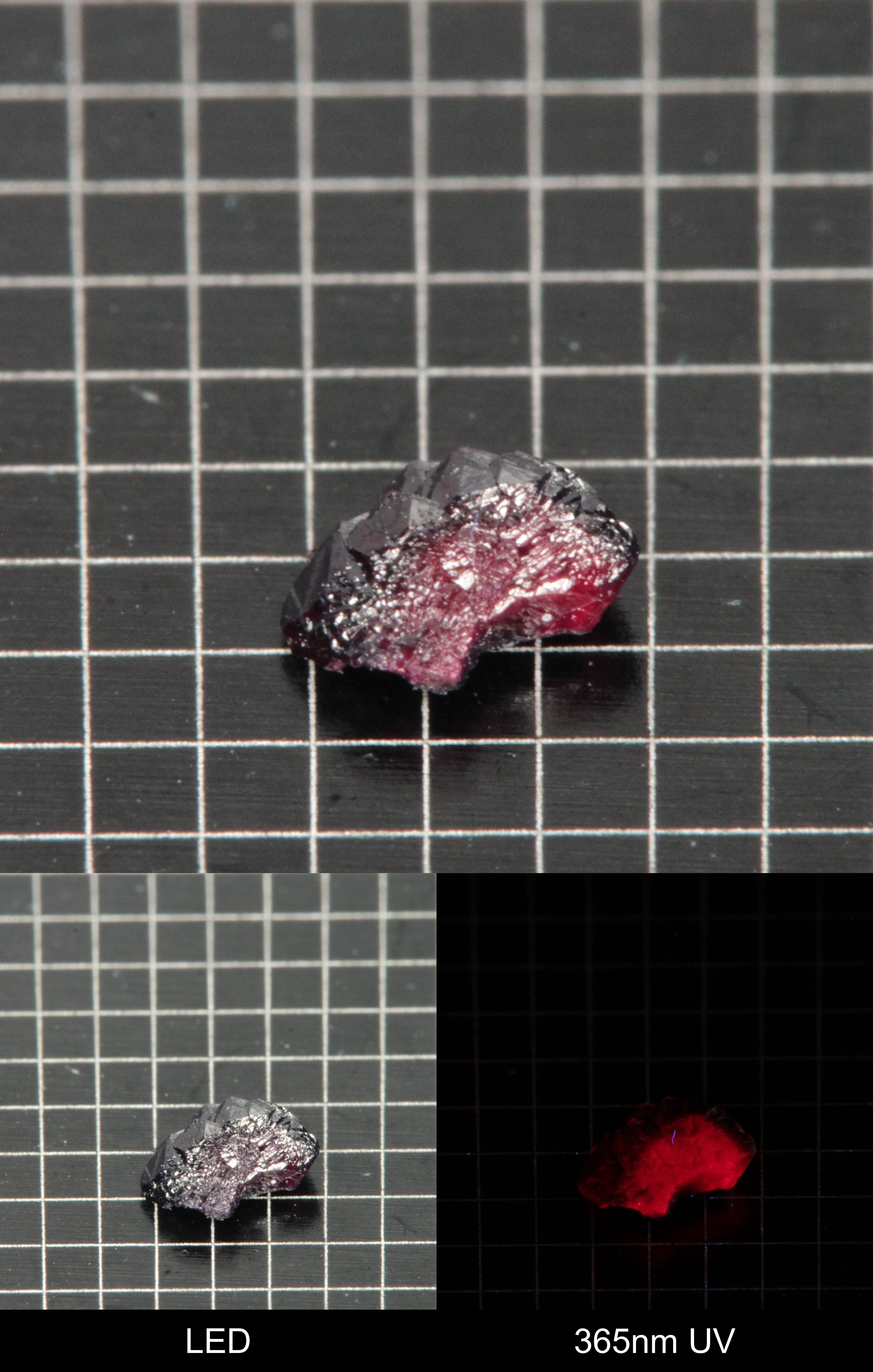 Synthetic Dark Flux Ruby Gemstone Grown by Gems of Science on a black mm grid background showing normal light and UV fluorescence