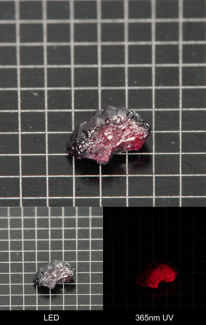 Synthetic Dark Flux Ruby Gemstone Grown by Gems of Science on a black mm grid background showing normal light and UV fluorescence