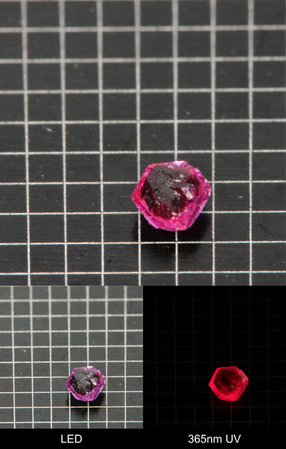 Synthetic Dark Flux Ruby Gemstone Grown by Gems of Science on a black mm grid background showing normal light and UV fluorescence