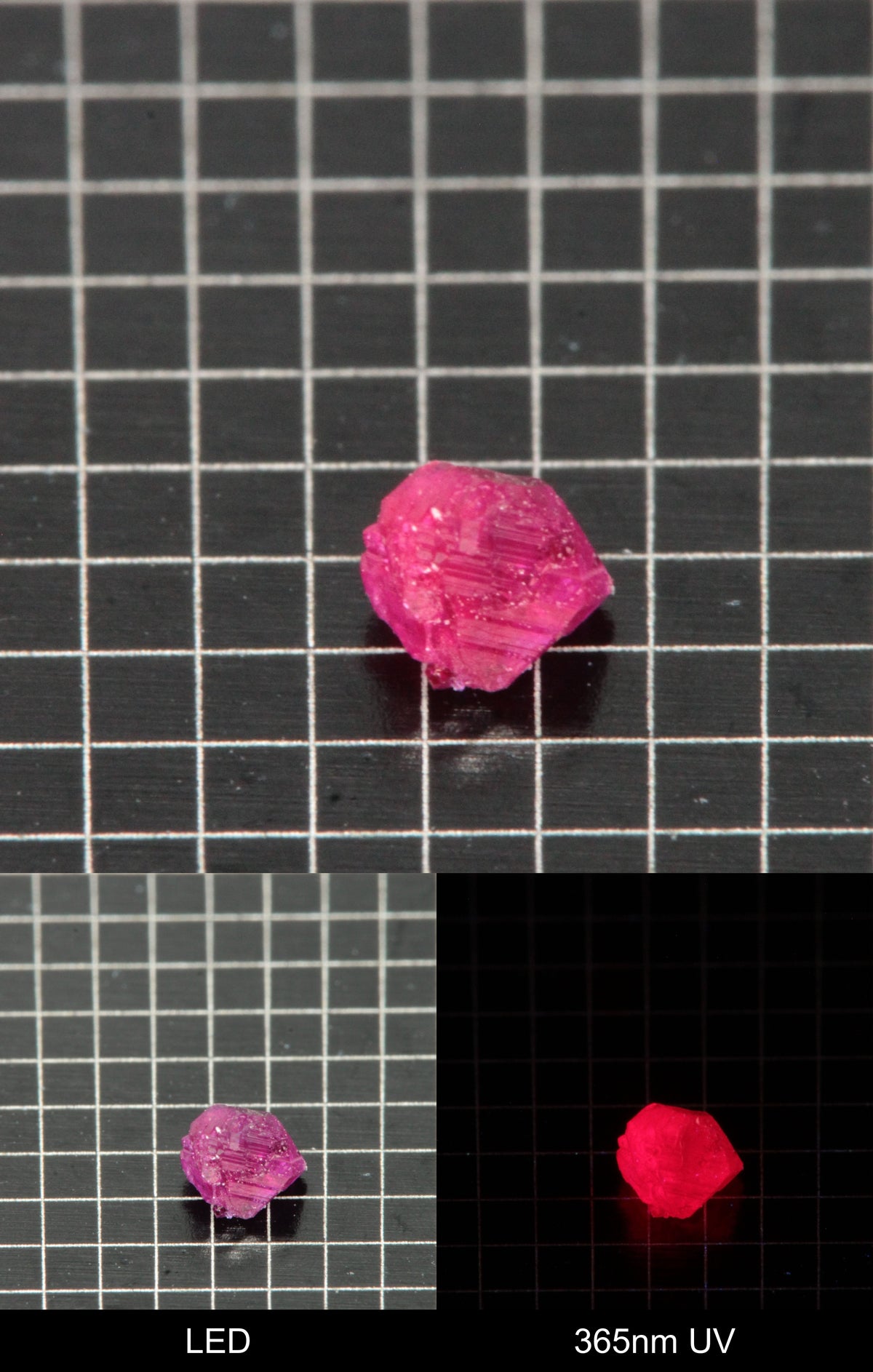 Synthetic Flux Ruby Gemstone Grown by Gems of Science on a black mm grid background showing normal light and UV fluorescence