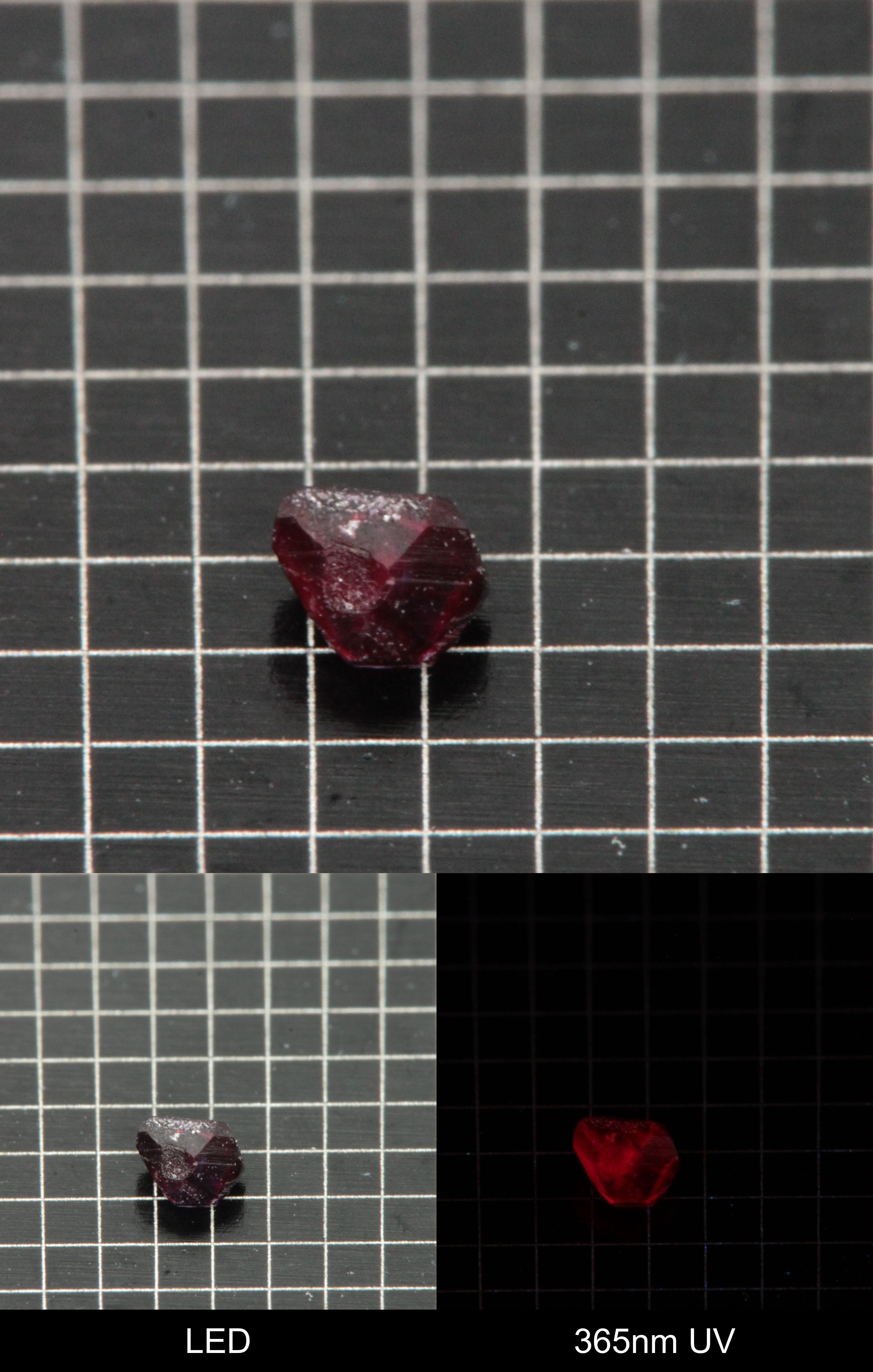 Synthetic Dark Flux Ruby Gemstone Grown by Gems of Science on a black mm grid background showing normal light and UV fluorescence