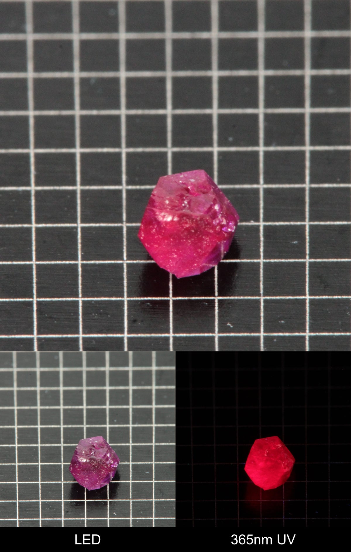 Synthetic Flux Ruby Gemstone Grown by Gems of Science on a black mm grid background showing normal light and UV fluorescence