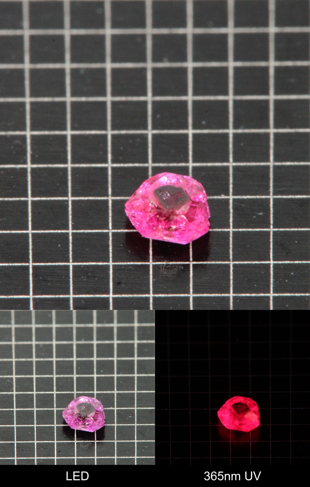 Synthetic Flux Ruby Gemstone Grown by Gems of Science on a black mm grid background showing normal light and UV fluorescence