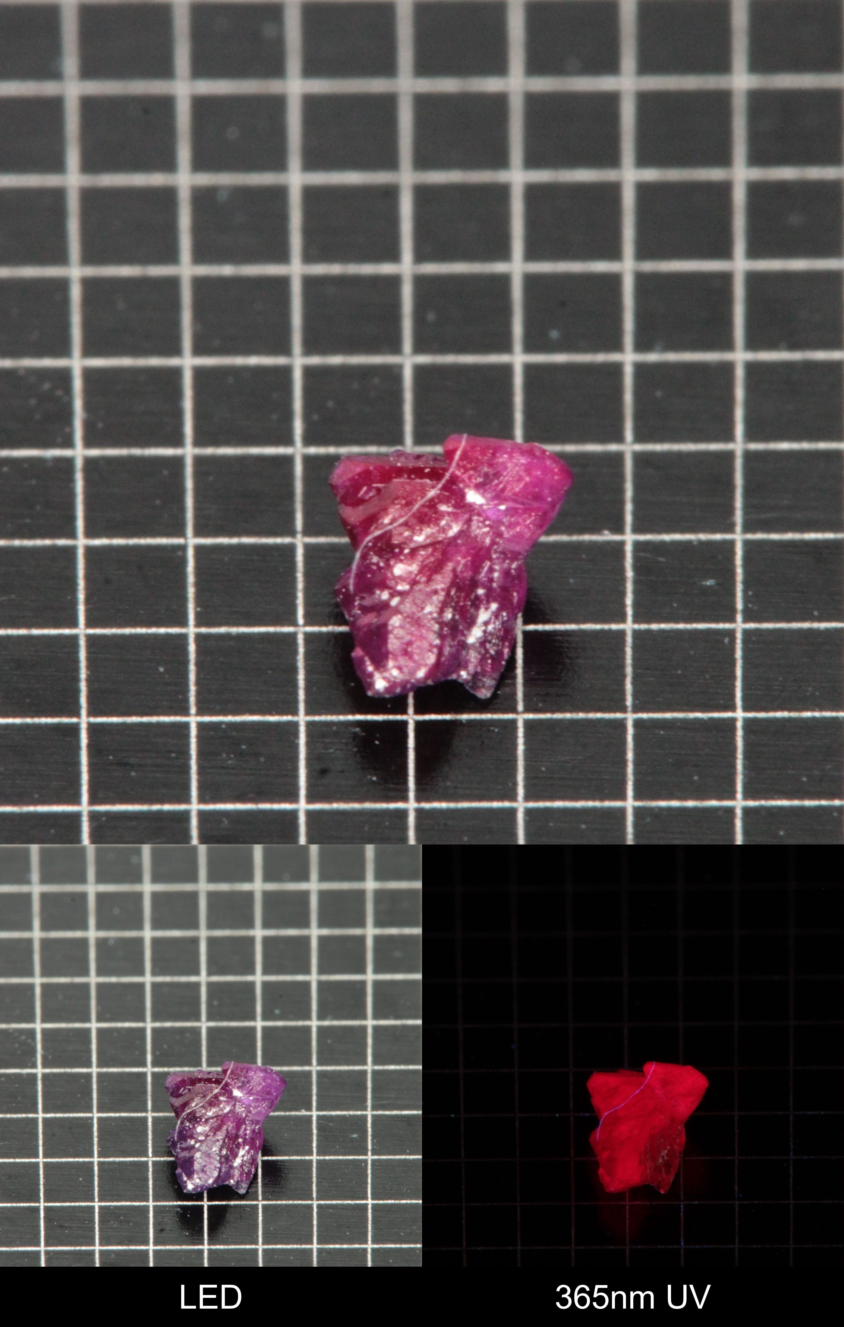 Synthetic Flux Ruby Gemstone Grown by Gems of Science on a black mm grid background showing normal light and UV fluorescence