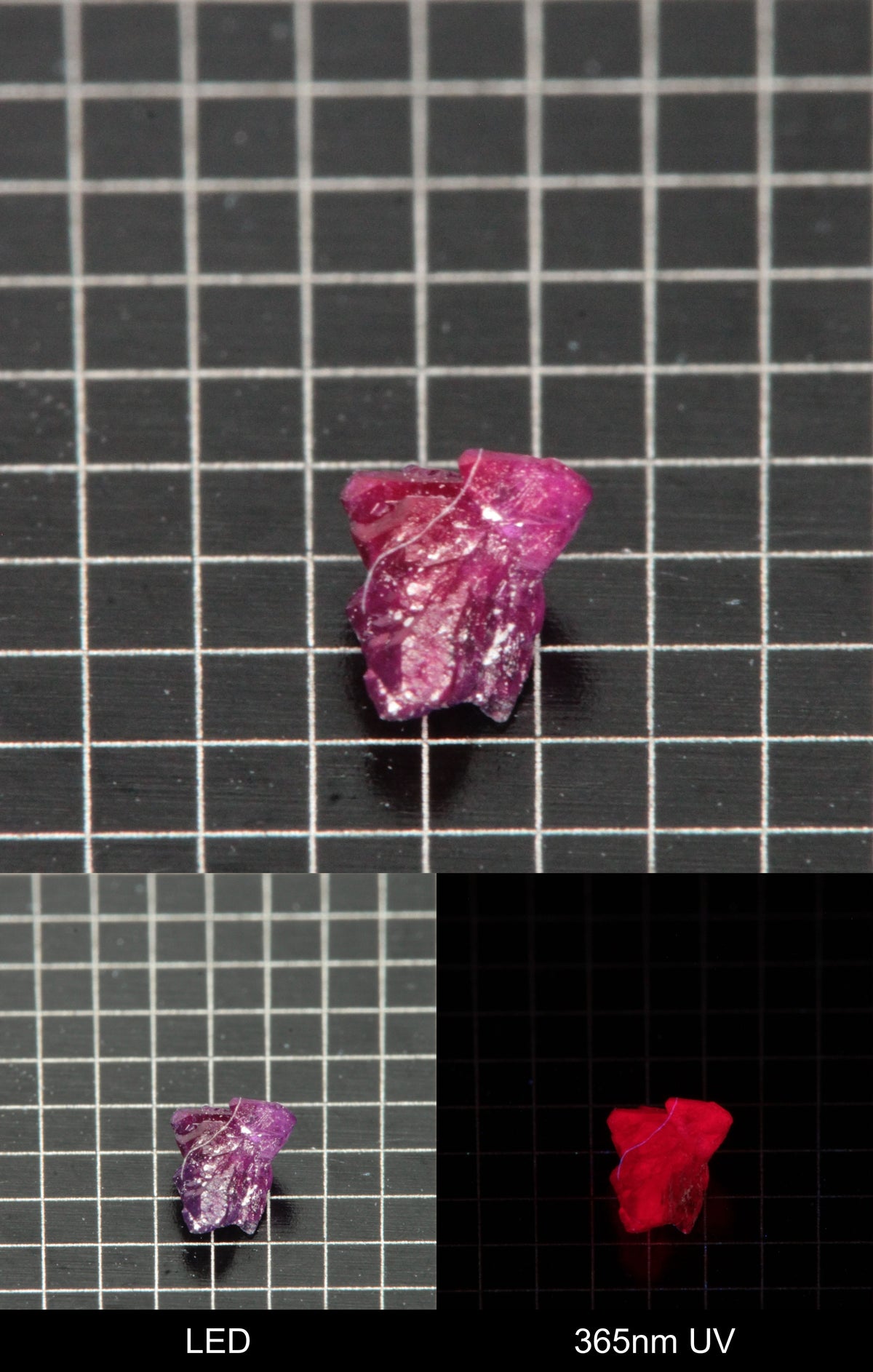 Synthetic Flux Ruby Gemstone Grown by Gems of Science on a black mm grid background showing normal light and UV fluorescence