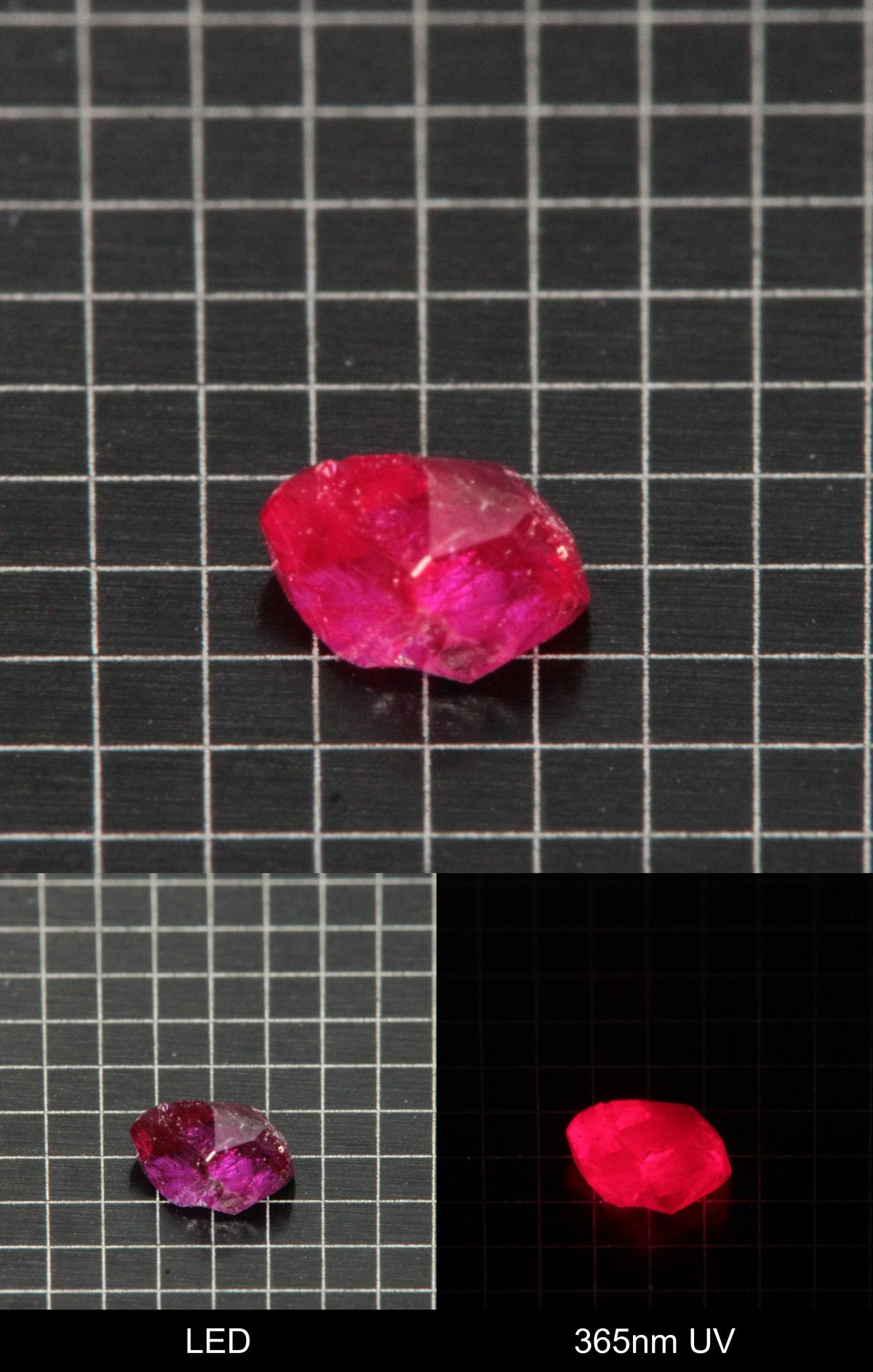 Synthetic Flux Ruby Gemstone Grown by Gems of Science on a black mm grid background showing normal light and UV fluorescence