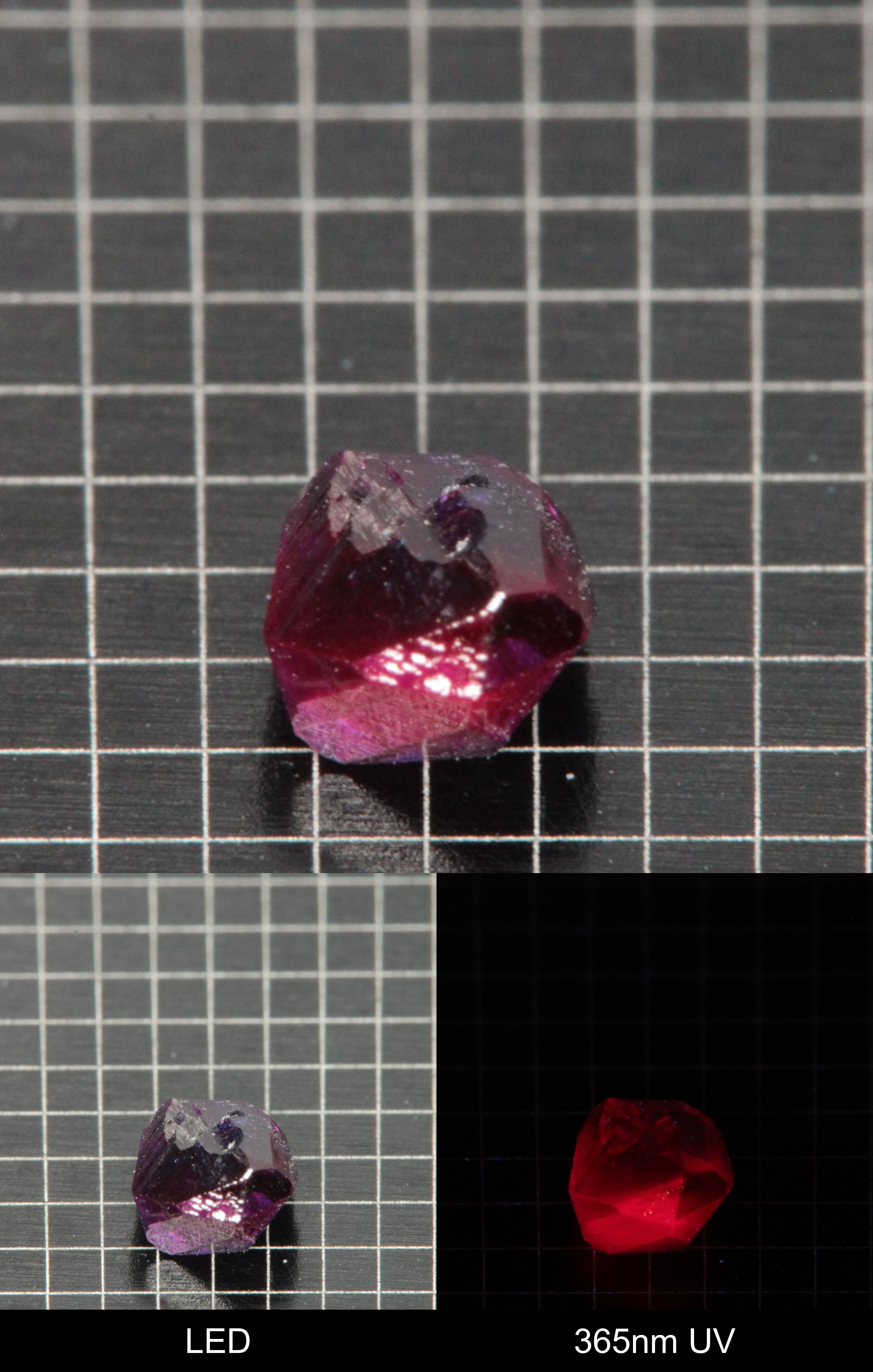 Synthetic Dark Flux Ruby Gemstone Grown by Gems of Science on a black mm grid background showing normal light and UV fluorescence