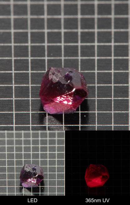 Synthetic Dark Flux Ruby Gemstone Grown by Gems of Science on a black mm grid background showing normal light and UV fluorescence