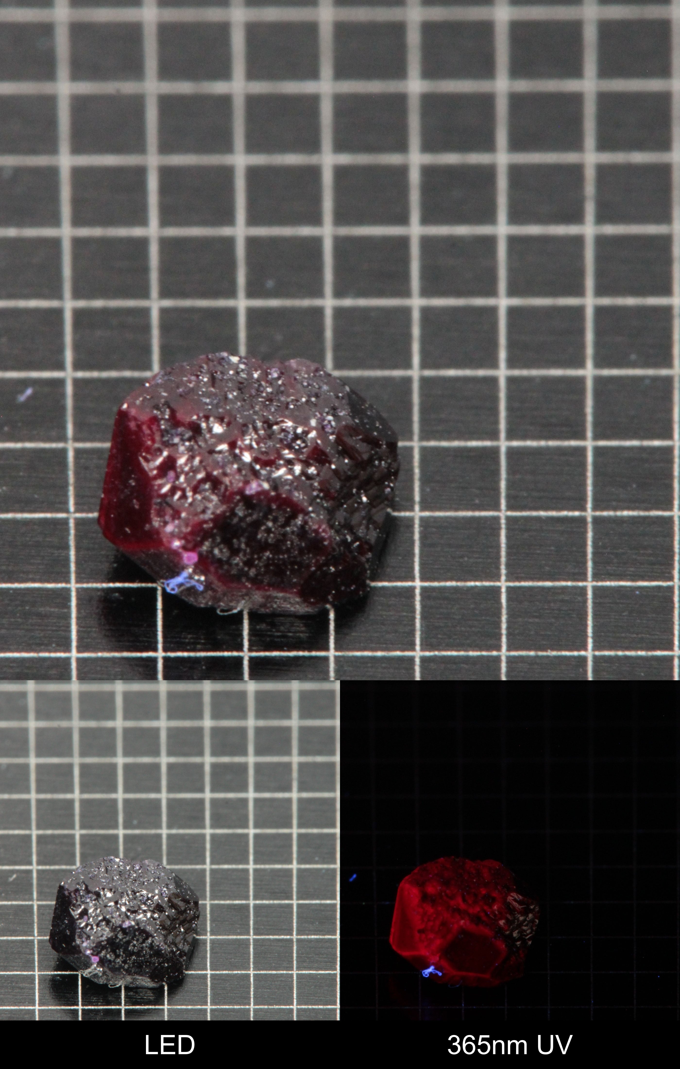 Synthetic Dark Flux Ruby Gemstone Grown by Gems of Science on a black mm grid background showing normal light and UV fluorescence
