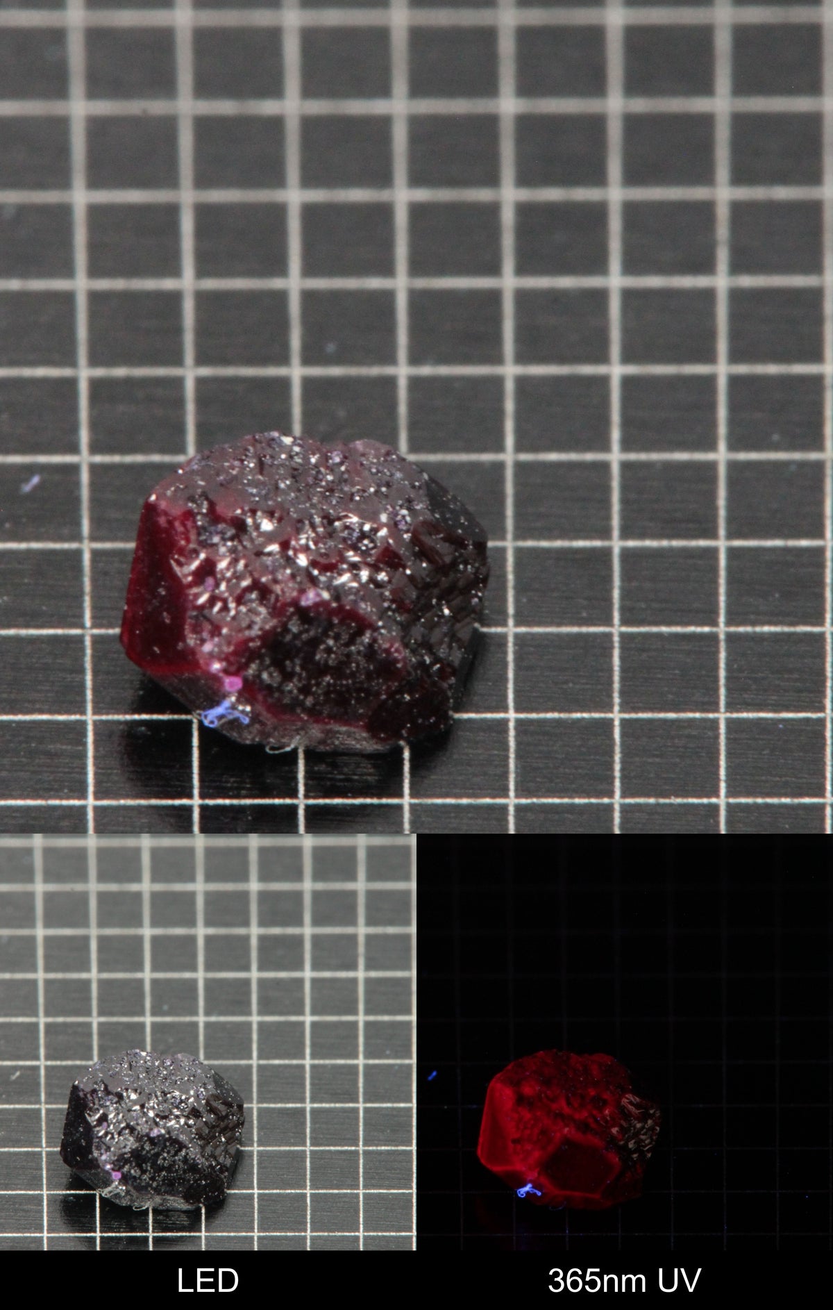 Synthetic Dark Flux Ruby Gemstone Grown by Gems of Science on a black mm grid background showing normal light and UV fluorescence