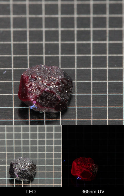 Synthetic Dark Flux Ruby Gemstone Grown by Gems of Science on a black mm grid background showing normal light and UV fluorescence
