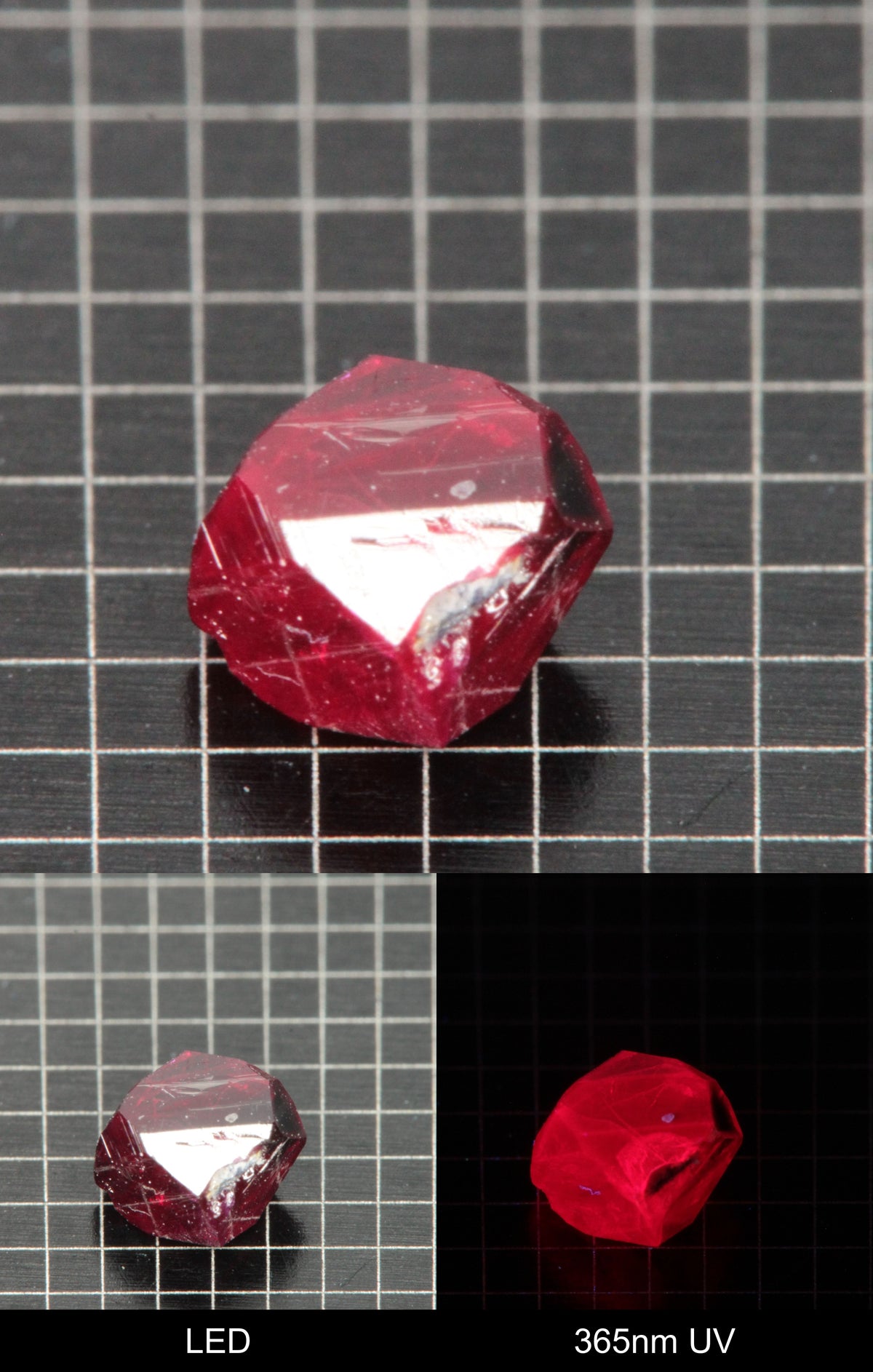 Synthetic Flux Ruby Gemstone Grown by Gems of Science on a black mm grid background showing normal light and UV fluorescence